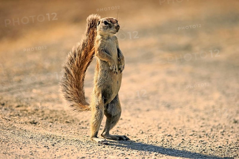 Cape ground squirrel