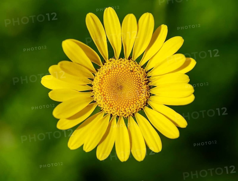Flower of golden marguerite