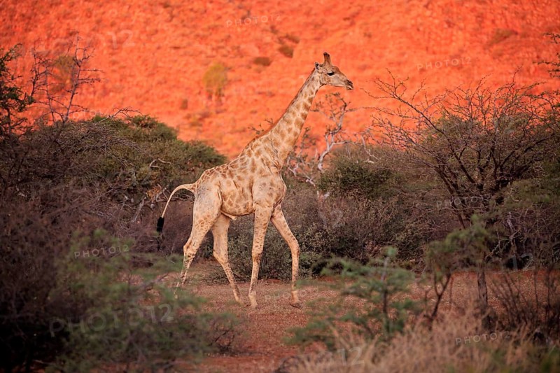Southern giraffe