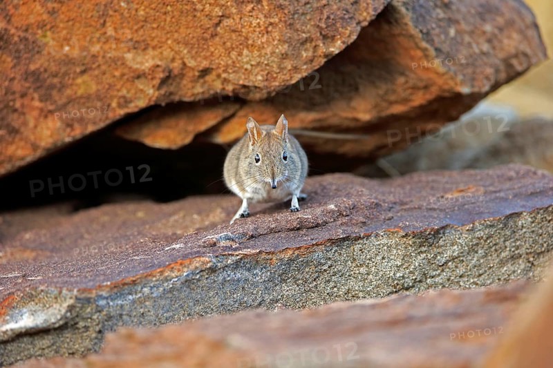 Short-eared Elephant Shrew