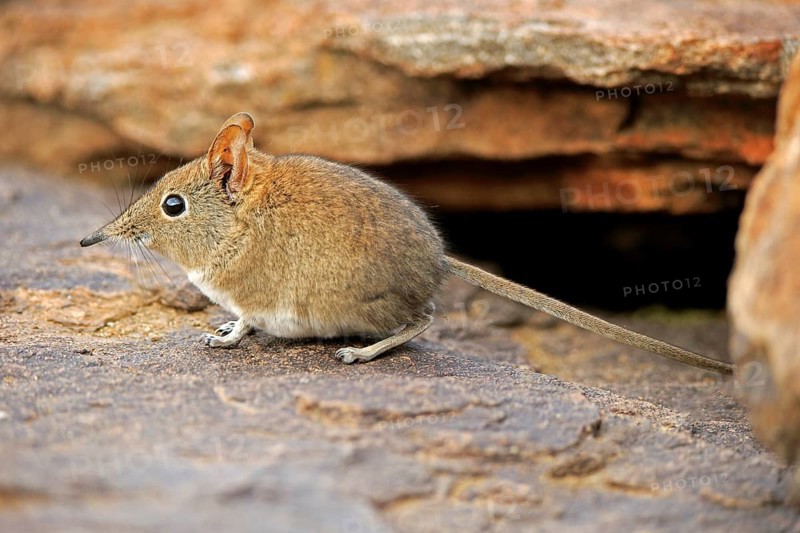 Short-eared Elephant Shrew