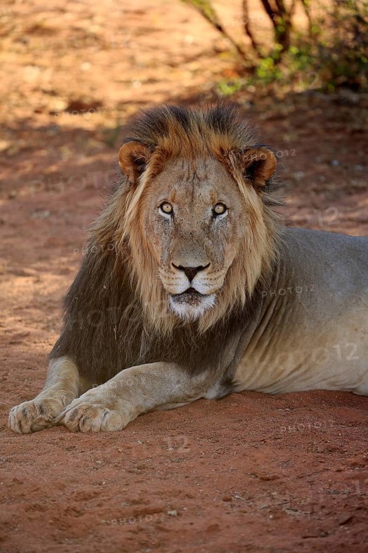 Kalahari lion