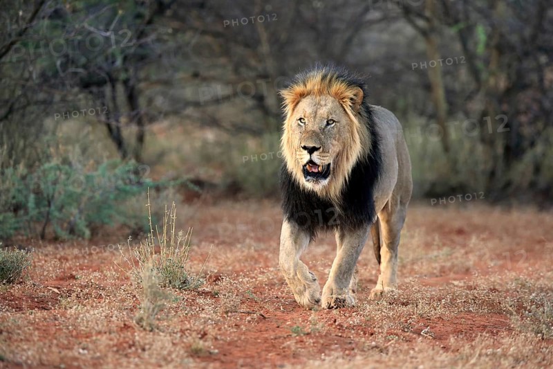 Kalahari lion