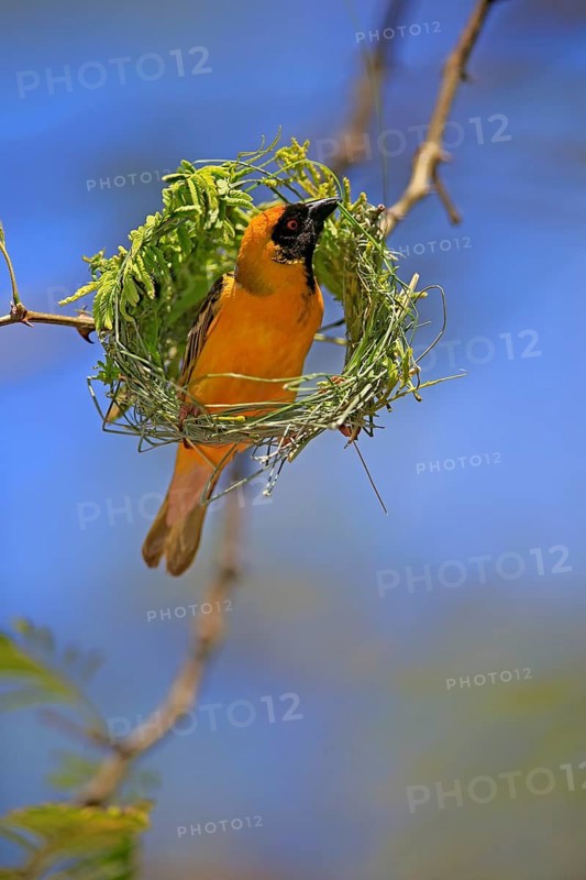 Southern Masked Weaver