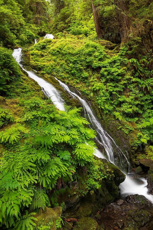 Waterfall in Olympic National Park