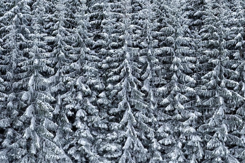 Snow-covered spruce forest on a slope