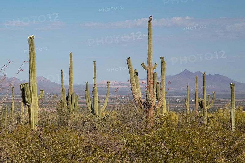 Saguaros