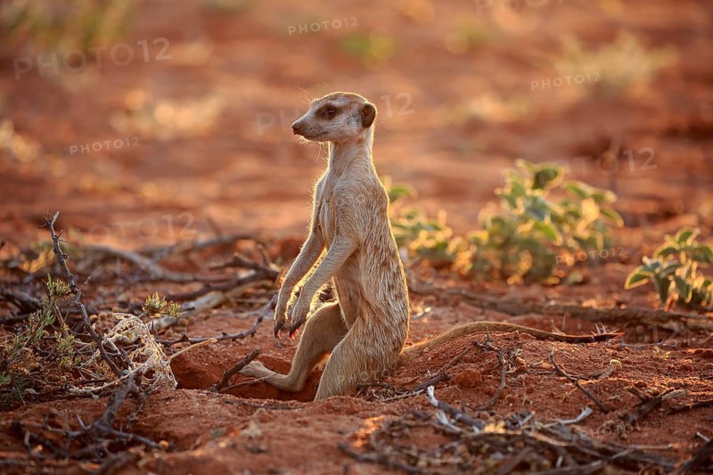 Meerkat