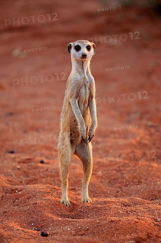 Meerkat