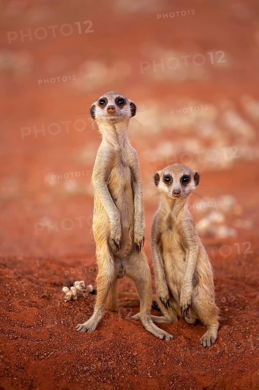 Two Meerkats