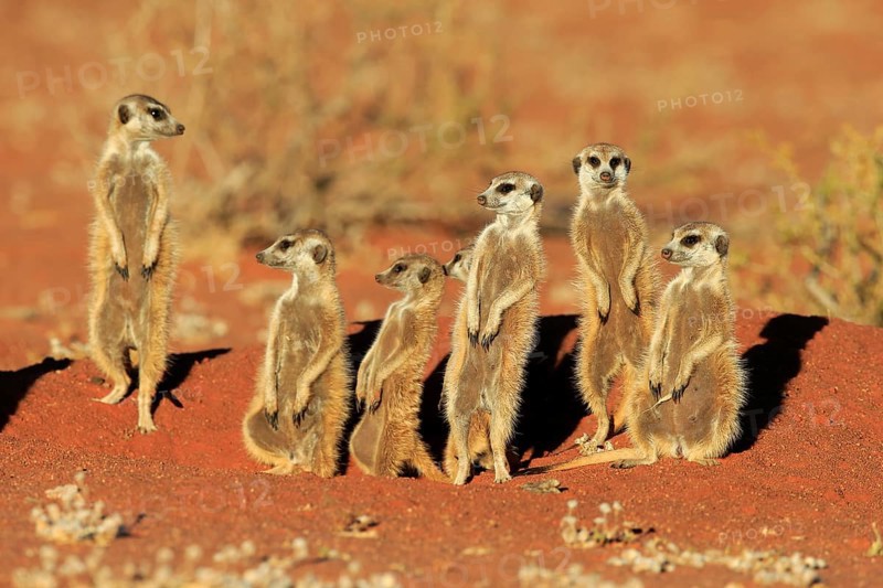 Meerkats