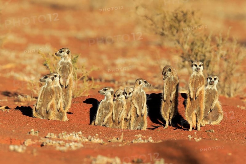 Meerkats
