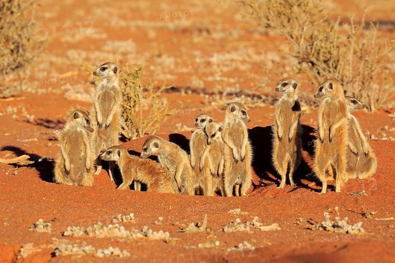 Meerkats