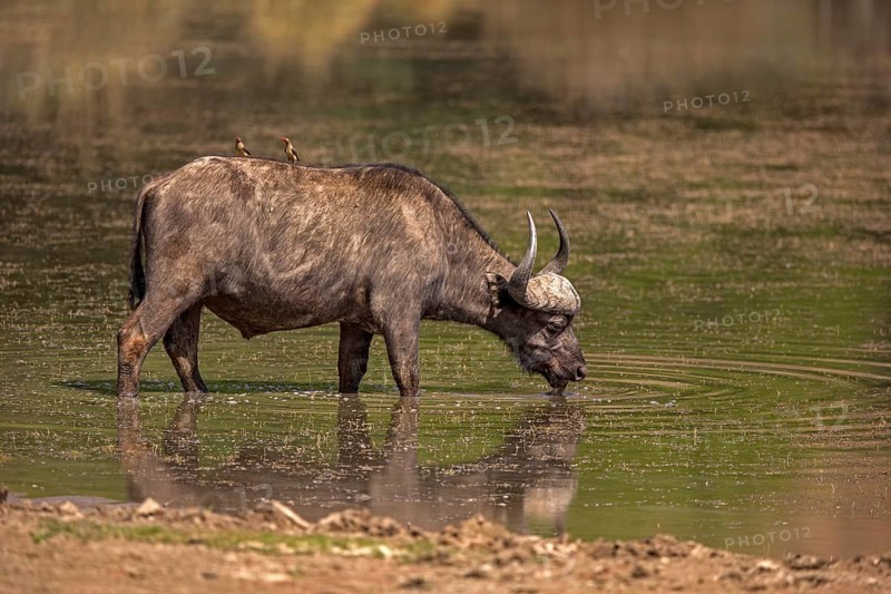 Cape buffalo