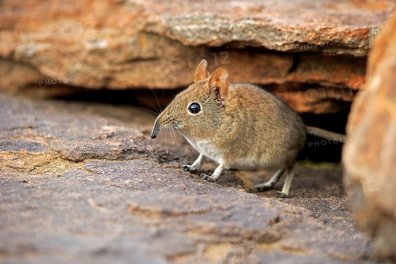 Short-eared Elephant Shrew