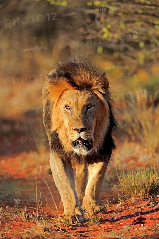 Kalahari lion
