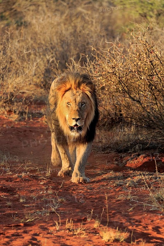 Kalahari lion