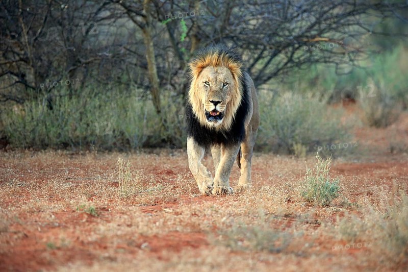 Kalahari lion
