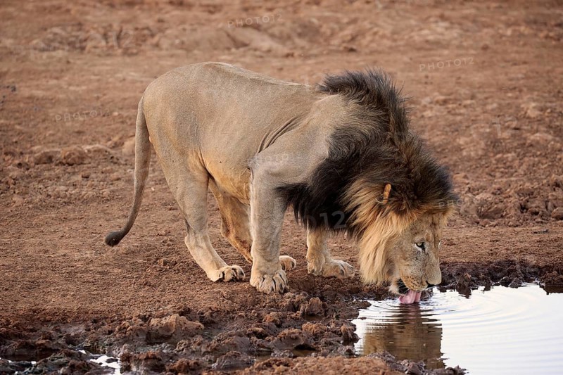 Kalahari lion
