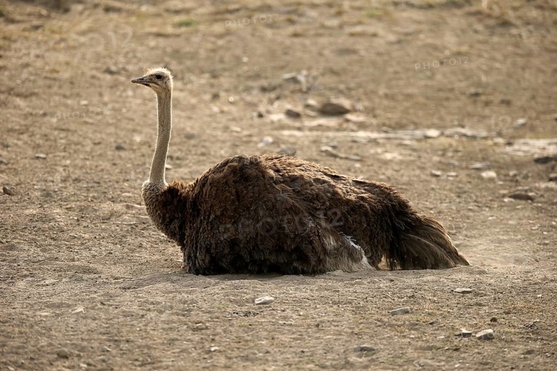 South African ostrich