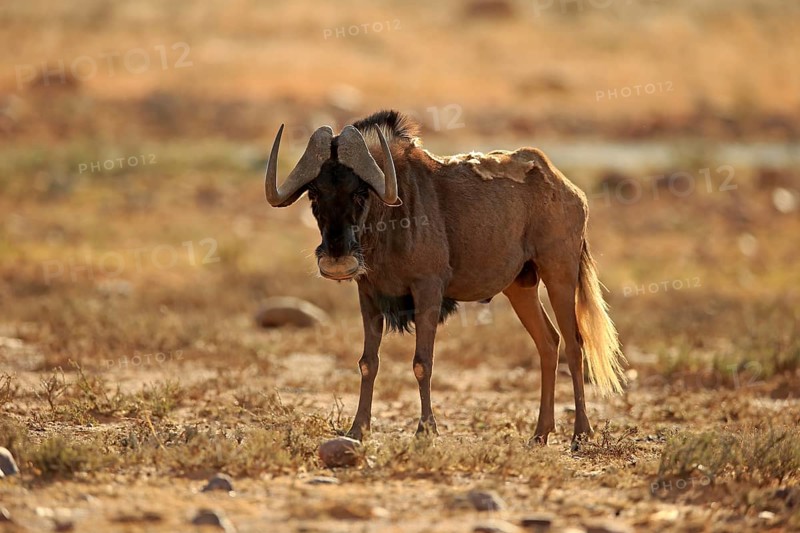 White-tailed gnu