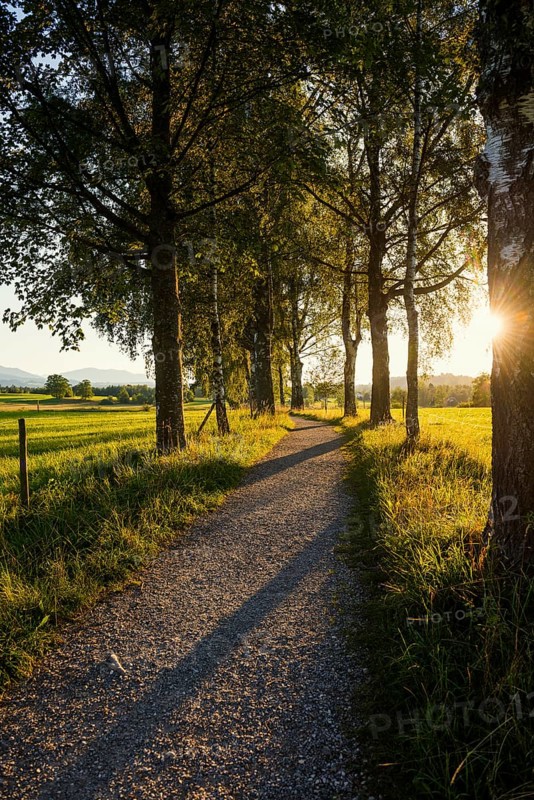 Path and birch tree alley