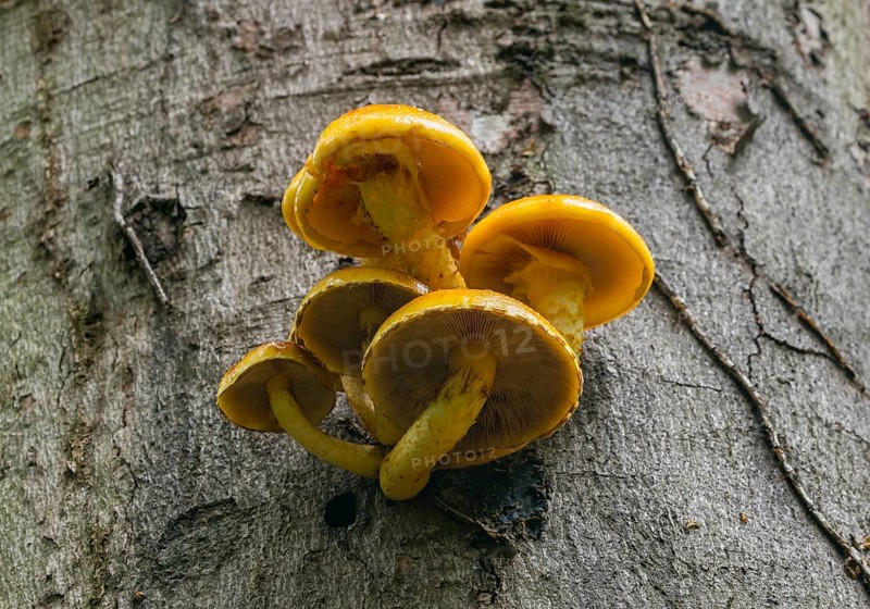 Golden Scalycap