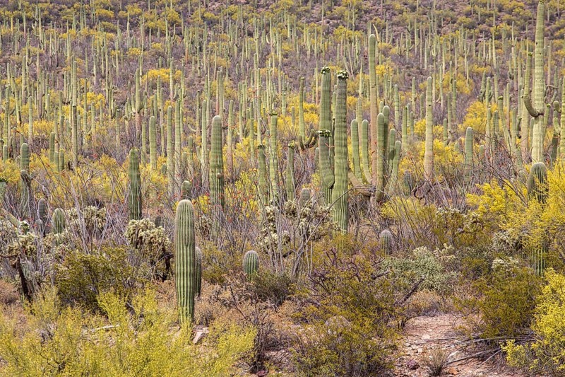 Saguaros