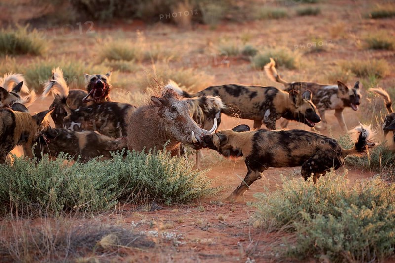 African wild dogs
