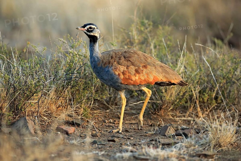 Blue Bustard