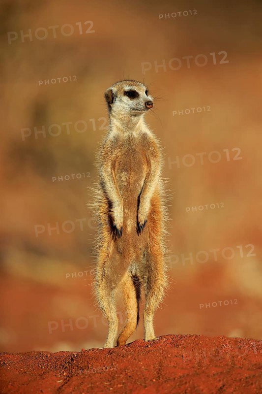 Meerkat