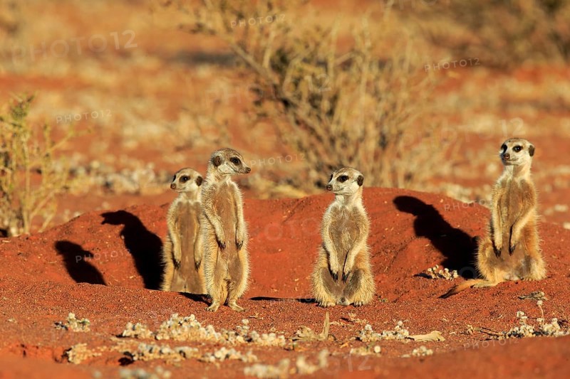 Meerkats