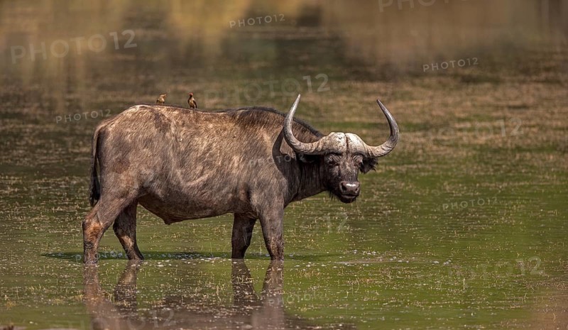 Cape buffalo