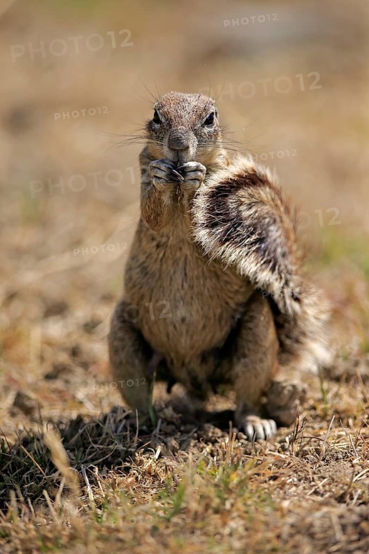 Cape ground squirrel