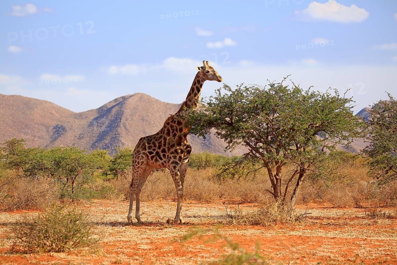 Southern giraffe
