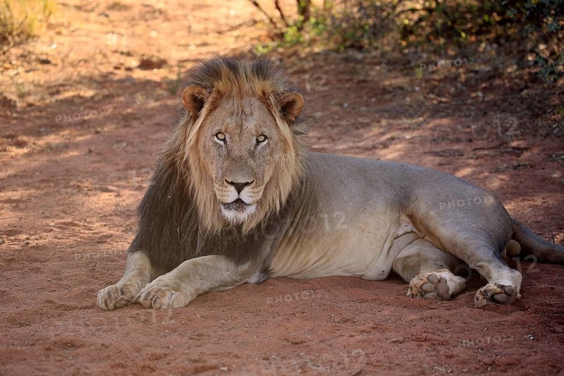 Kalahari lion