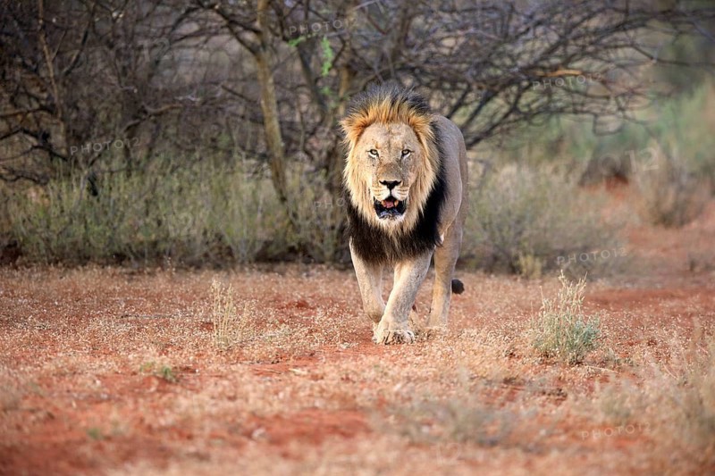 Kalahari lion
