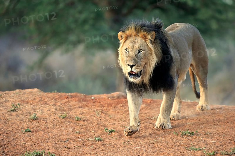 Kalahari lion