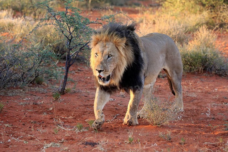 Kalahari lion