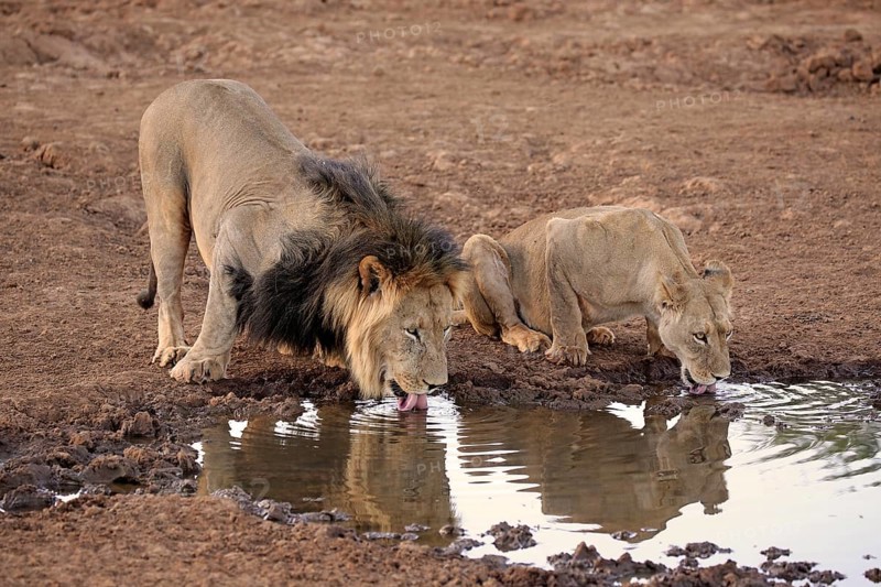 Lions
