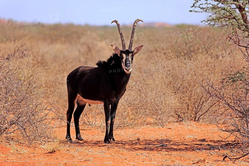 Sable antilope