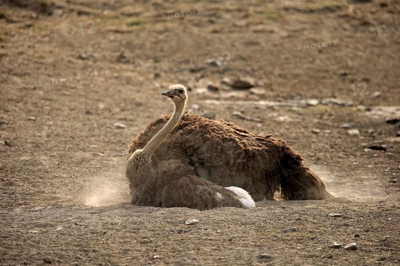 South African ostrich