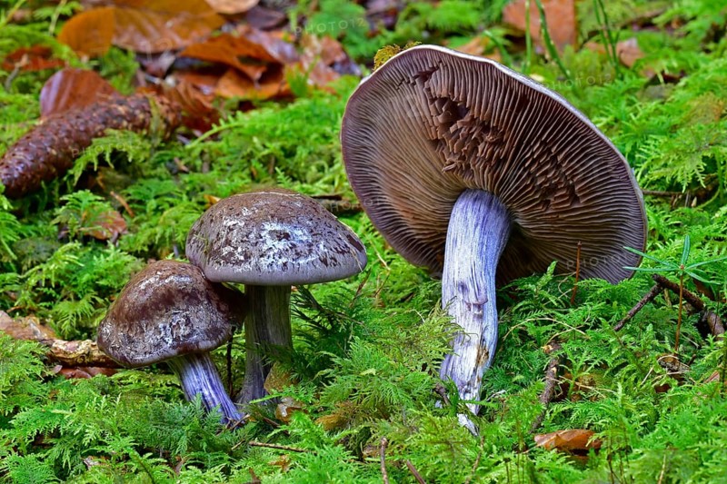 Lepista sardida