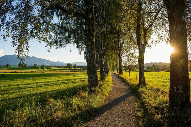 Path and birch tree alley