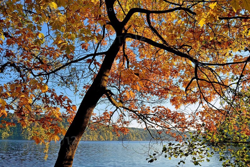 Northern red oak