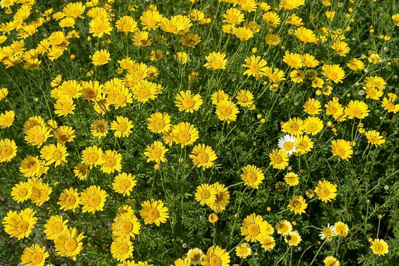 Golden marguerite