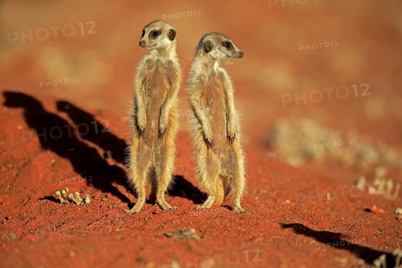 Two Meerkats