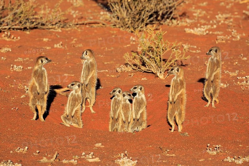 Meerkats
