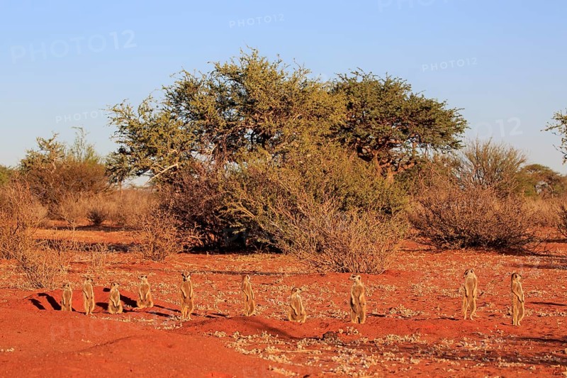 Meerkats