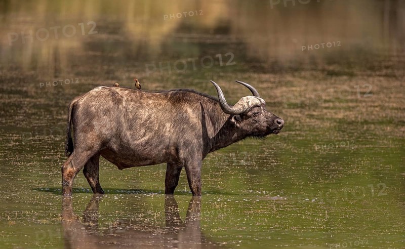 Cape buffalo